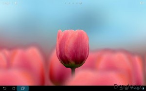 Тюльпан 3D