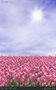 Tulip Field