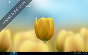 Тюльпан 3D