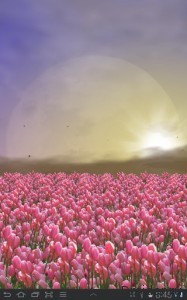 Tulip Field