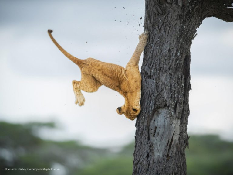 Эти смешные животные: подведены итоги премии The Comedy Wildlife Photography Awards 2022